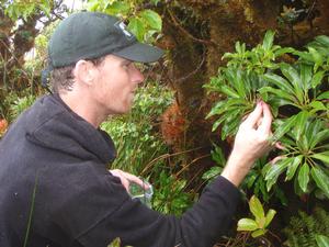 Richard Pender observing a hybrid between a Clermontia micrantha and Clermontia grandiflora in West Maui, Hawaii